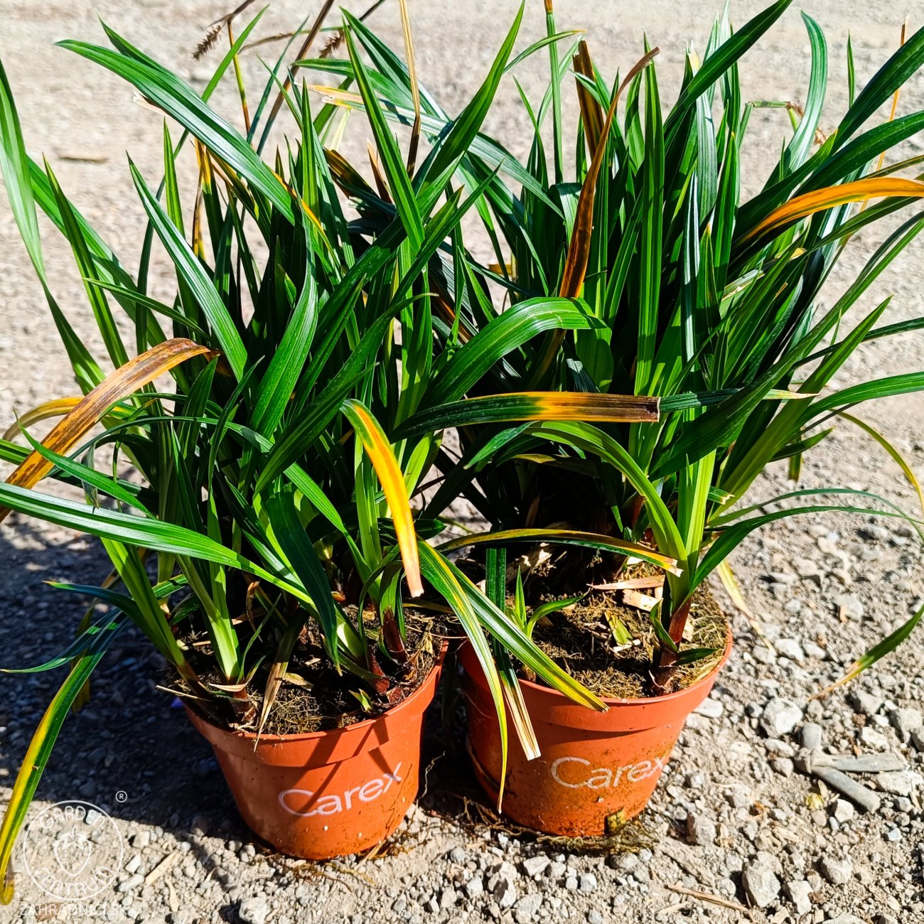 Obrázok Ostrica japonská (Carex morrowii) ‘IRISH GREEN’ - kont. P11